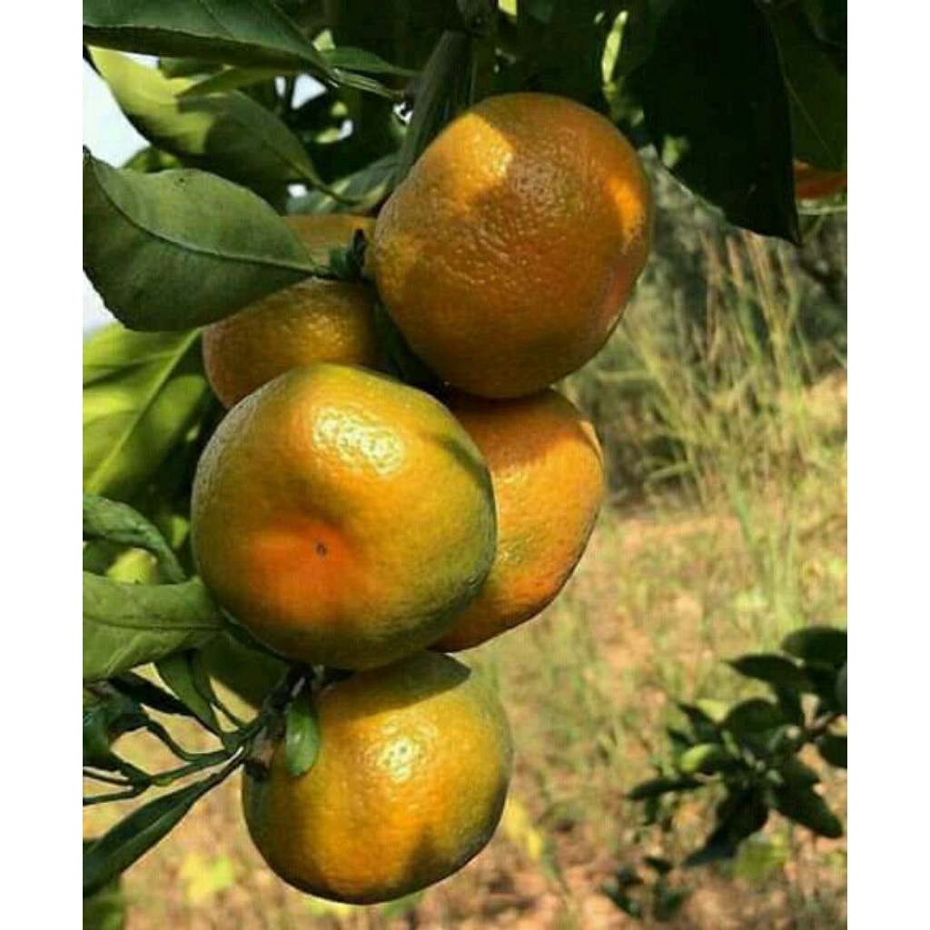 

Jeruk Siam Madu Malang 1kg fresh (langsung dari kebun)