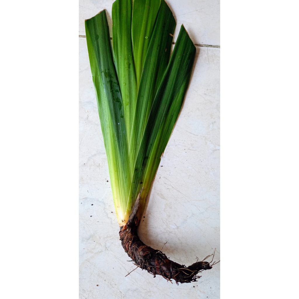 

Rimpang Jeringau Merah Kalimantan Asli