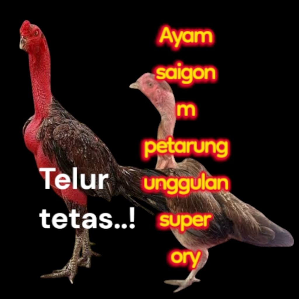 

telur tetas ayam petarung unggulan super fertil freesss