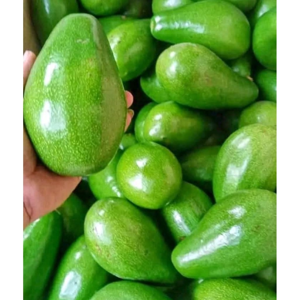 

Alpukat mentega isi 4