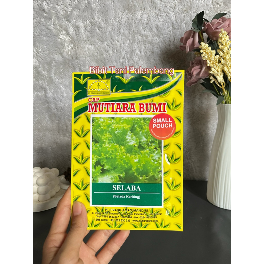Benih Selada Keriting