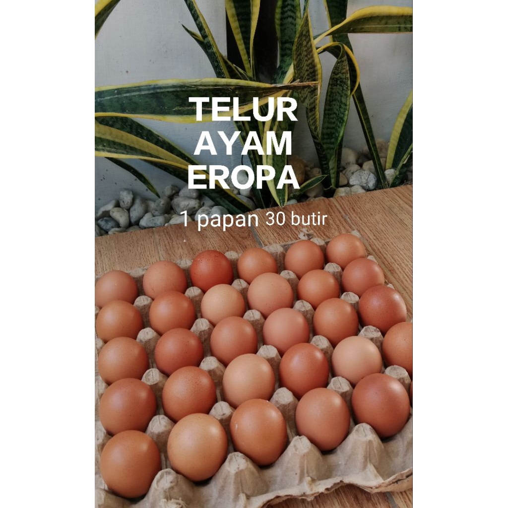 

Telur Ayam Eropa 30 butir