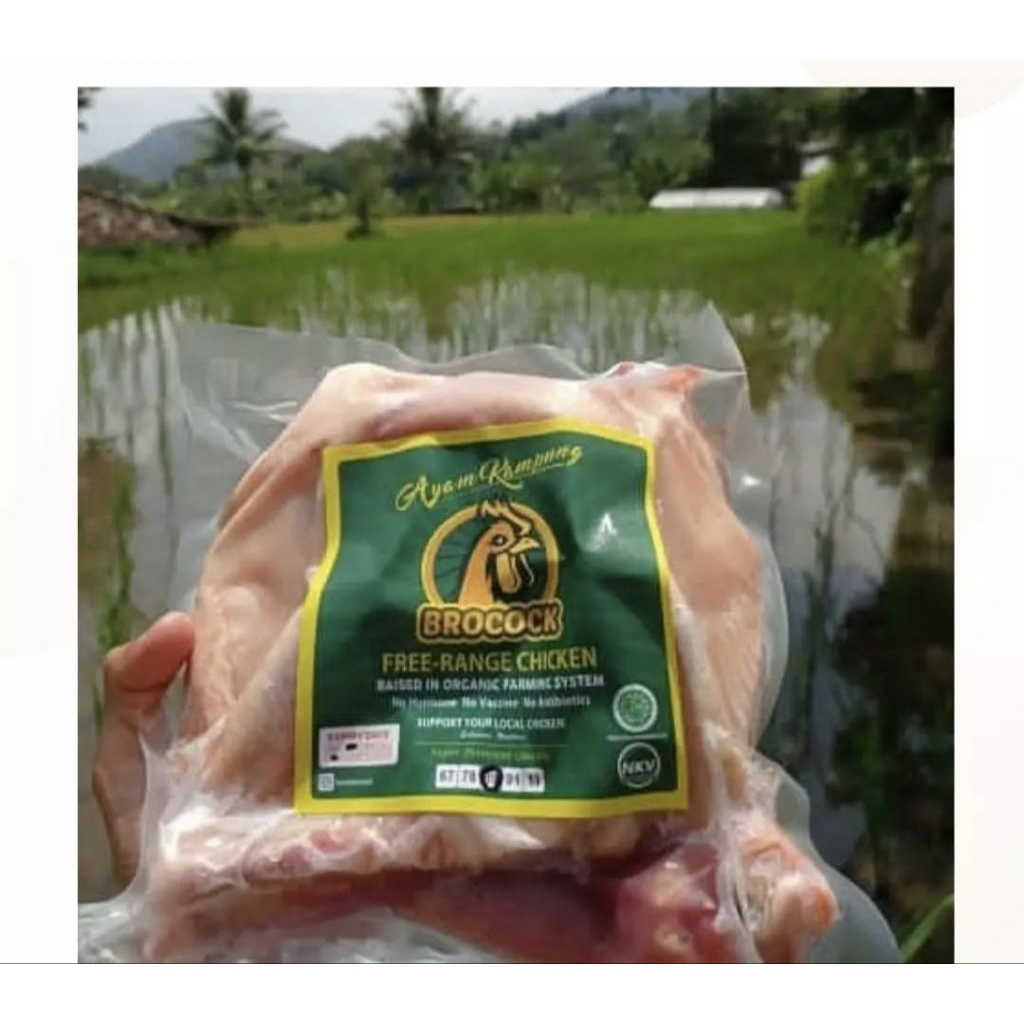 

Ayam Kampung Brocock Potong 4 Free Range Raised in Organic Farming | Ayam Kampung | Ayam Brocock | Brocock | Free Range