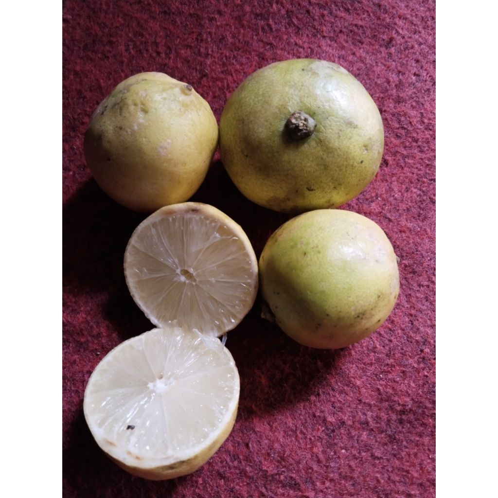 

jeruk nipis segar isi 4 buah