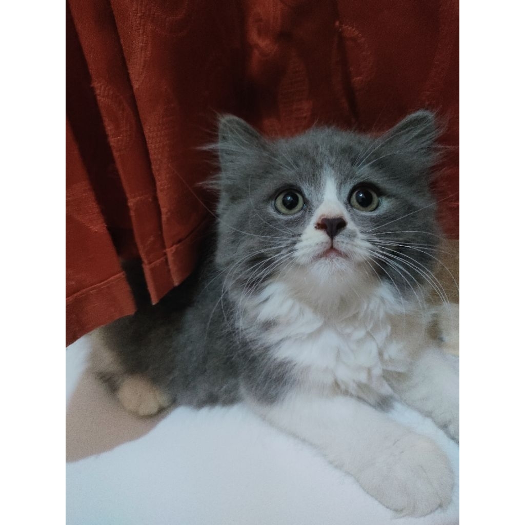 kucing persia dan Ragdoll mix Himalaya