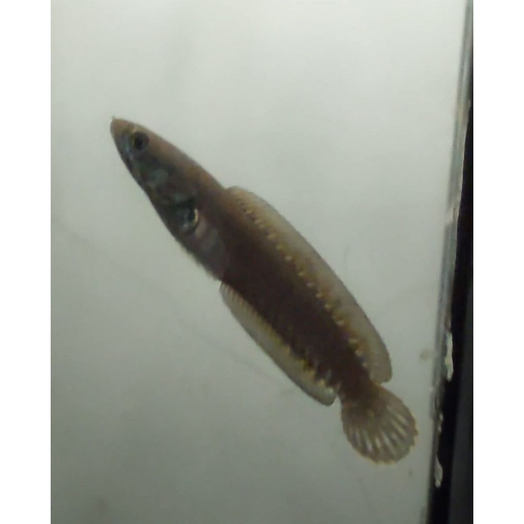 Mainan Channa Red Andrao