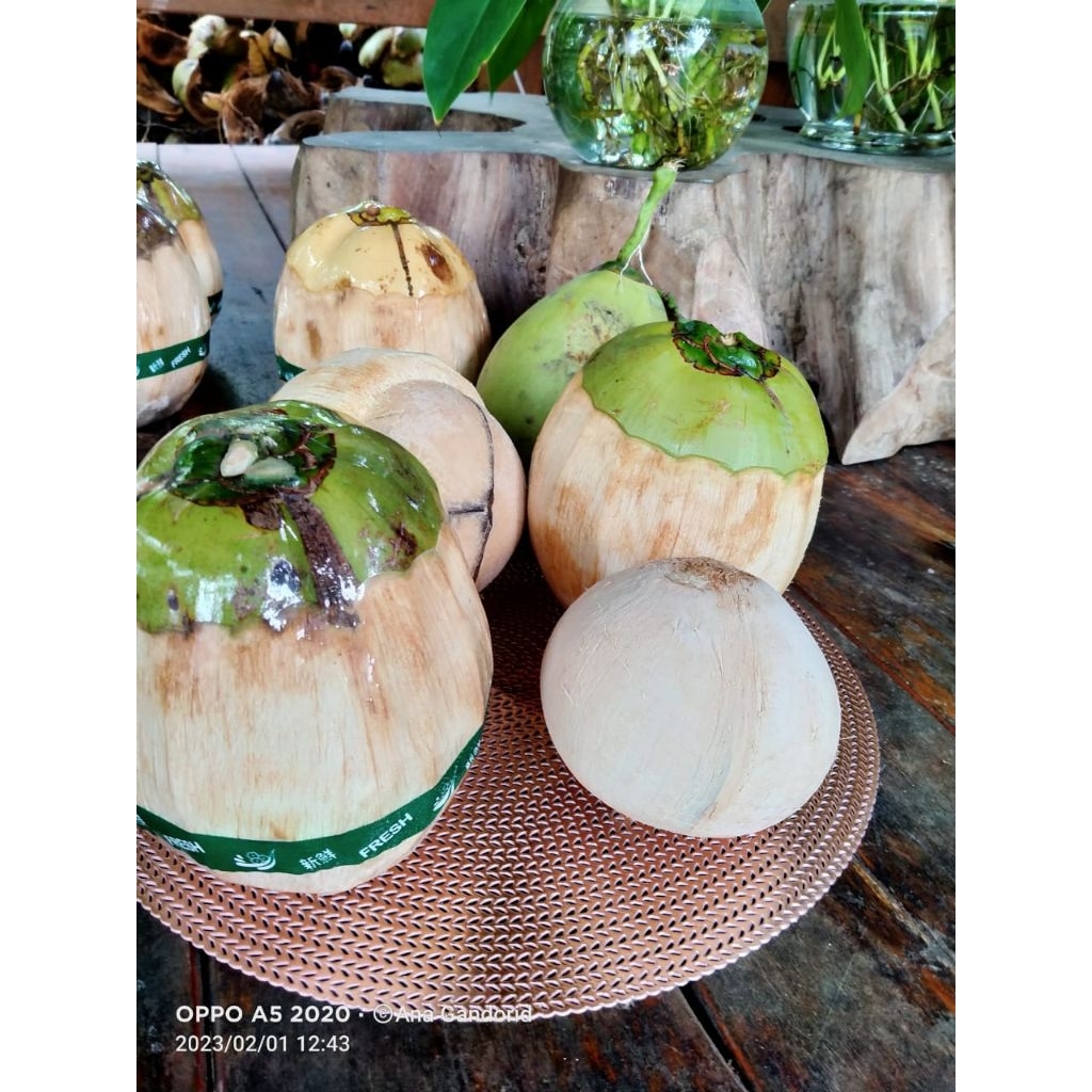 

kelapa kopyor gandorid asli pati ukuran sedang