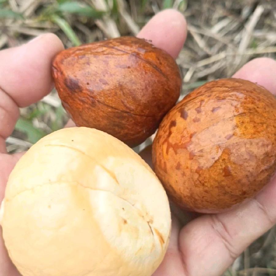 

new produk Biji Alpukat Premium Eks Juice jaminan tumbuh