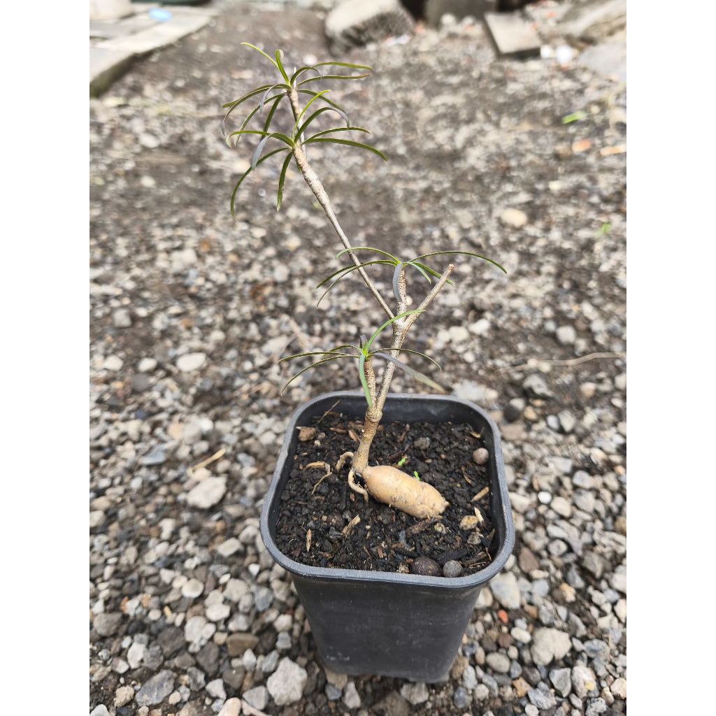 Euphorbia Hedyotoides