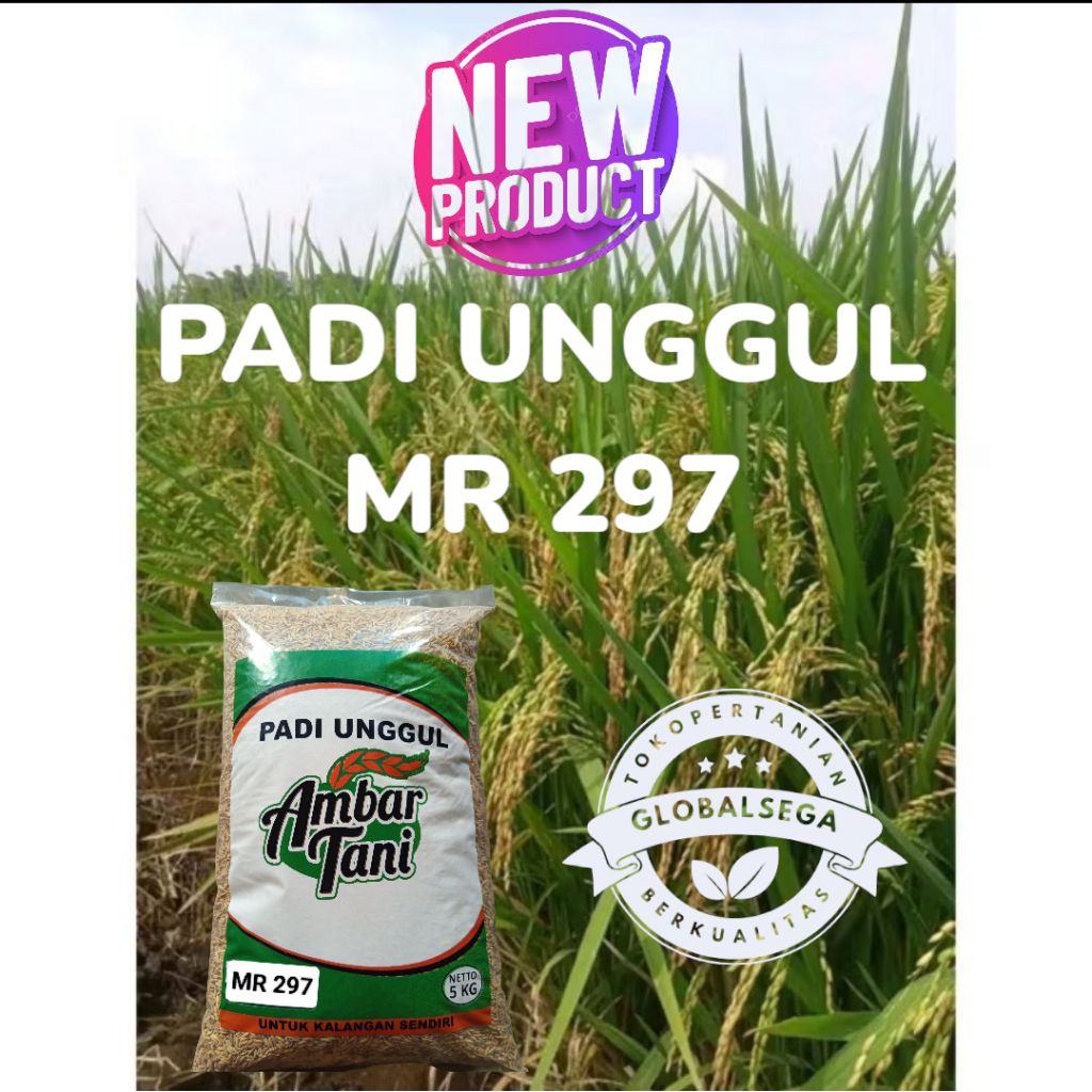 Bibit Padi Benih Padi Unggul MR 297 Original Produk Kemasan 5KG TERBARU