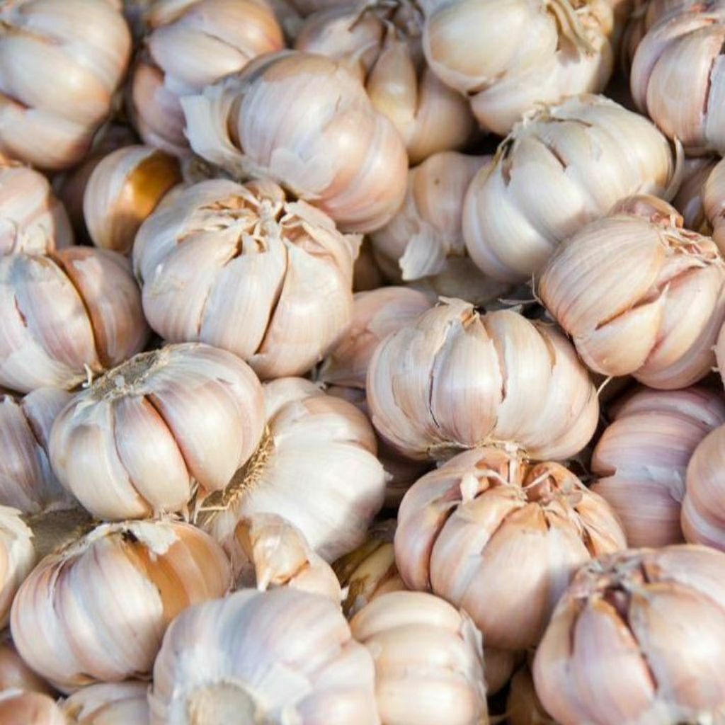 

BAWANG PUTIH 1 KG TERMURAH