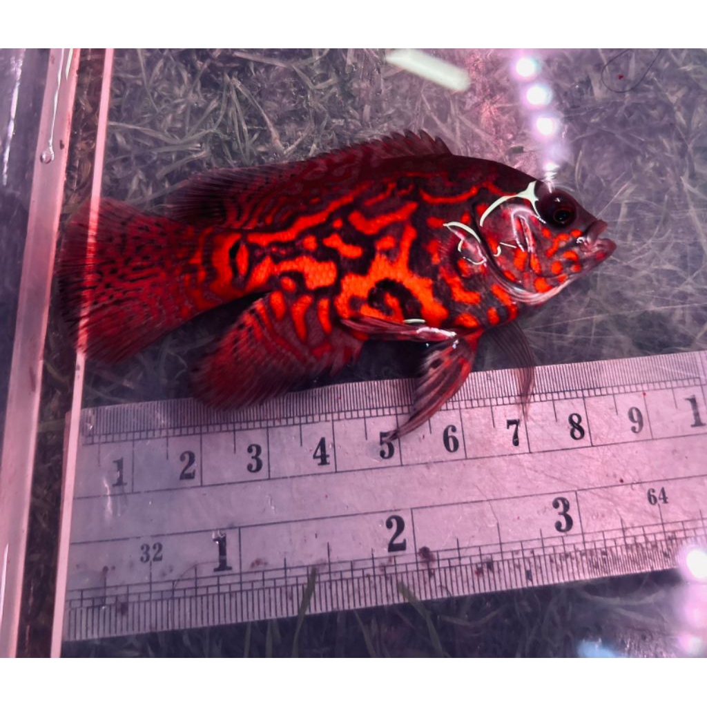 Sellyliavitaliavita Oscar Leopard Slayer Oscar Leopard Oscar Black Tiger Ikan Air Tawar Oscar Good