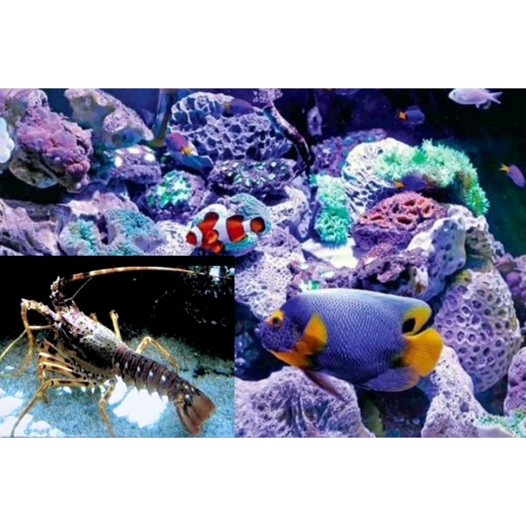 baby lobster cocok untuk penghuni aquarium dan budidaya lobster air laut