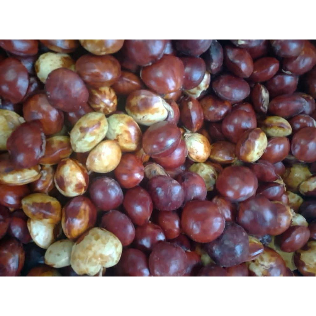 

JENGKOL TUA SUPER JENGKI JRENG BERAT 250GRAM-1KG PENGIRIMAN SETIAP HARI