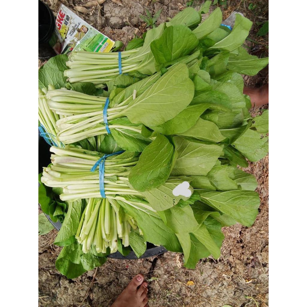 

Sawi manis hijau 250 gram