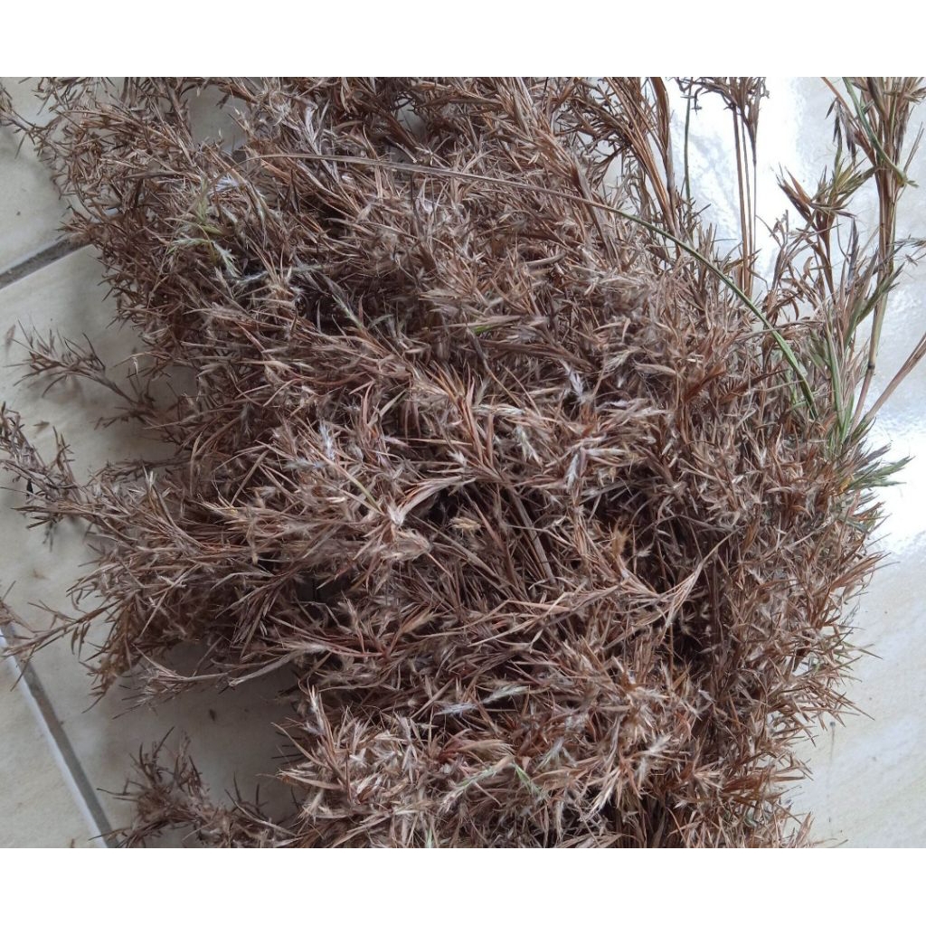 

Jual Kembang Serai_sereh wangi termurah 25 helaii