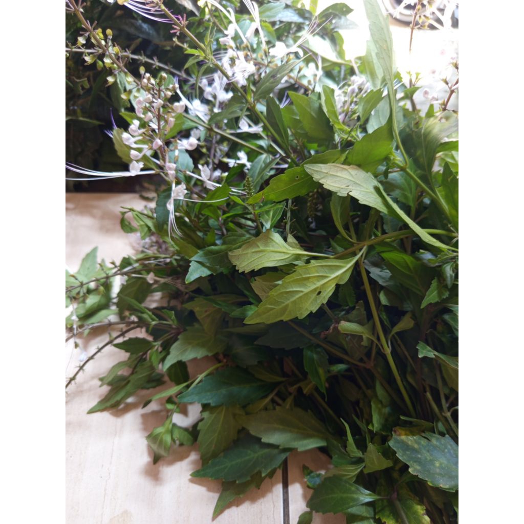 

Daun kumis kucing segar_fresh 500 gram