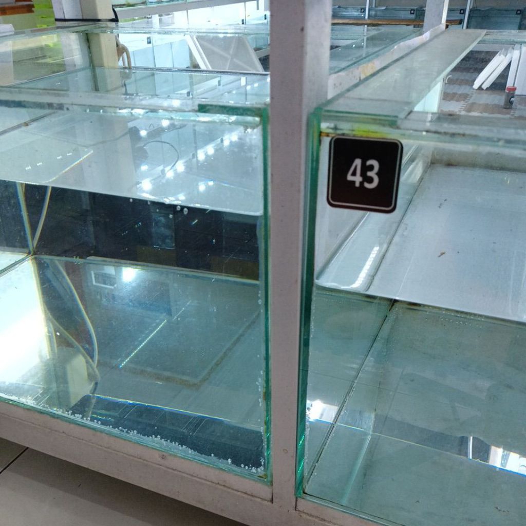 baby limbata slayer pure