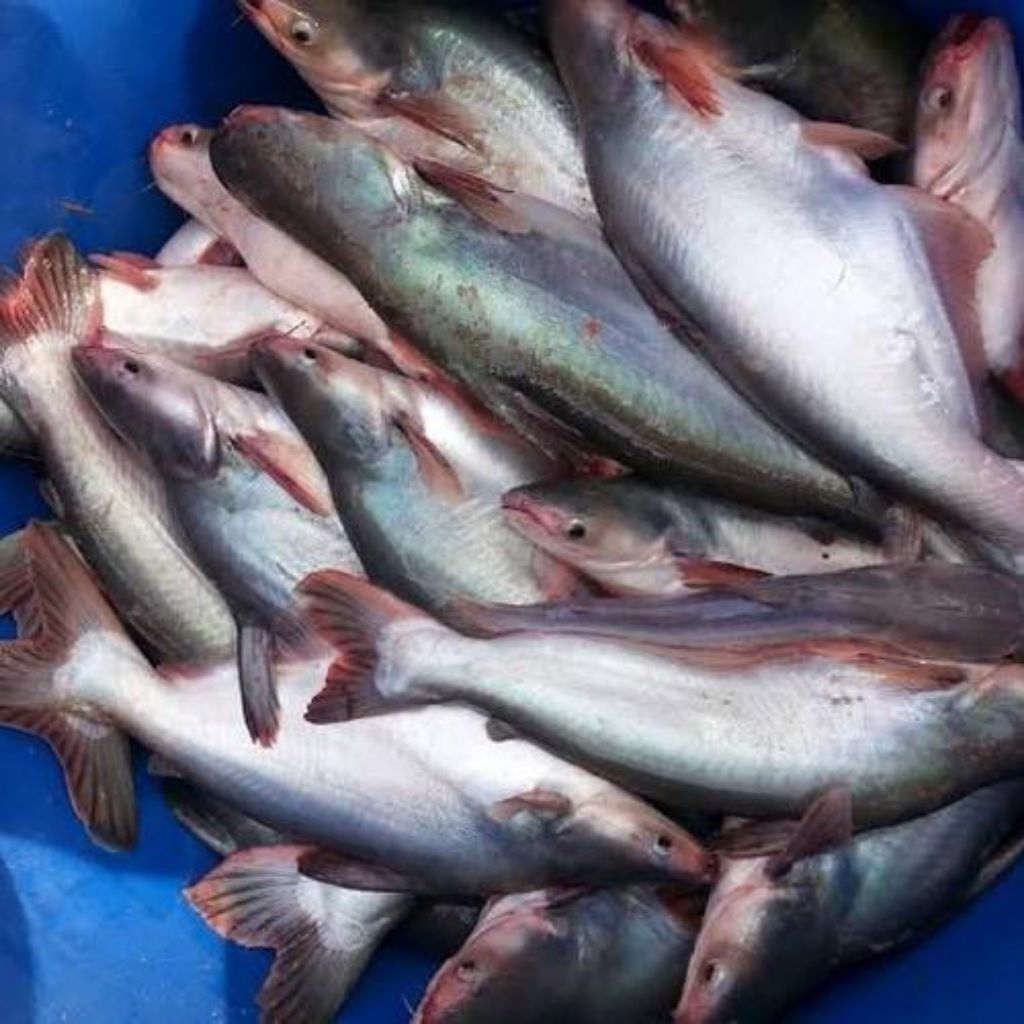 

Ikan Patin Fresh (Ikan Segar)