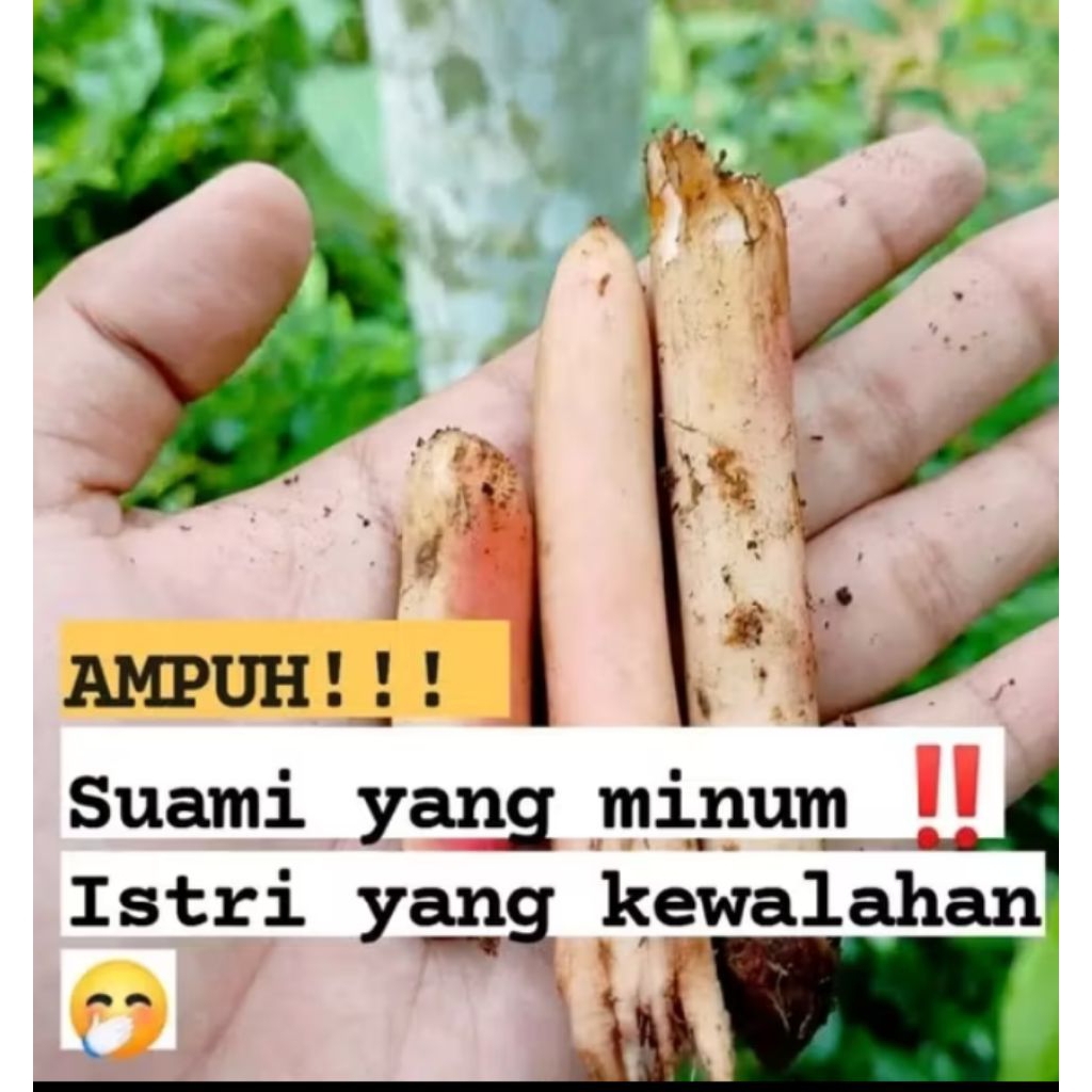 

AKAR PINANG MUDA HERBAL / AKAR JAMBE MUDA 1 KG - 500 GRAM DAN 250 GRAM BISA COD