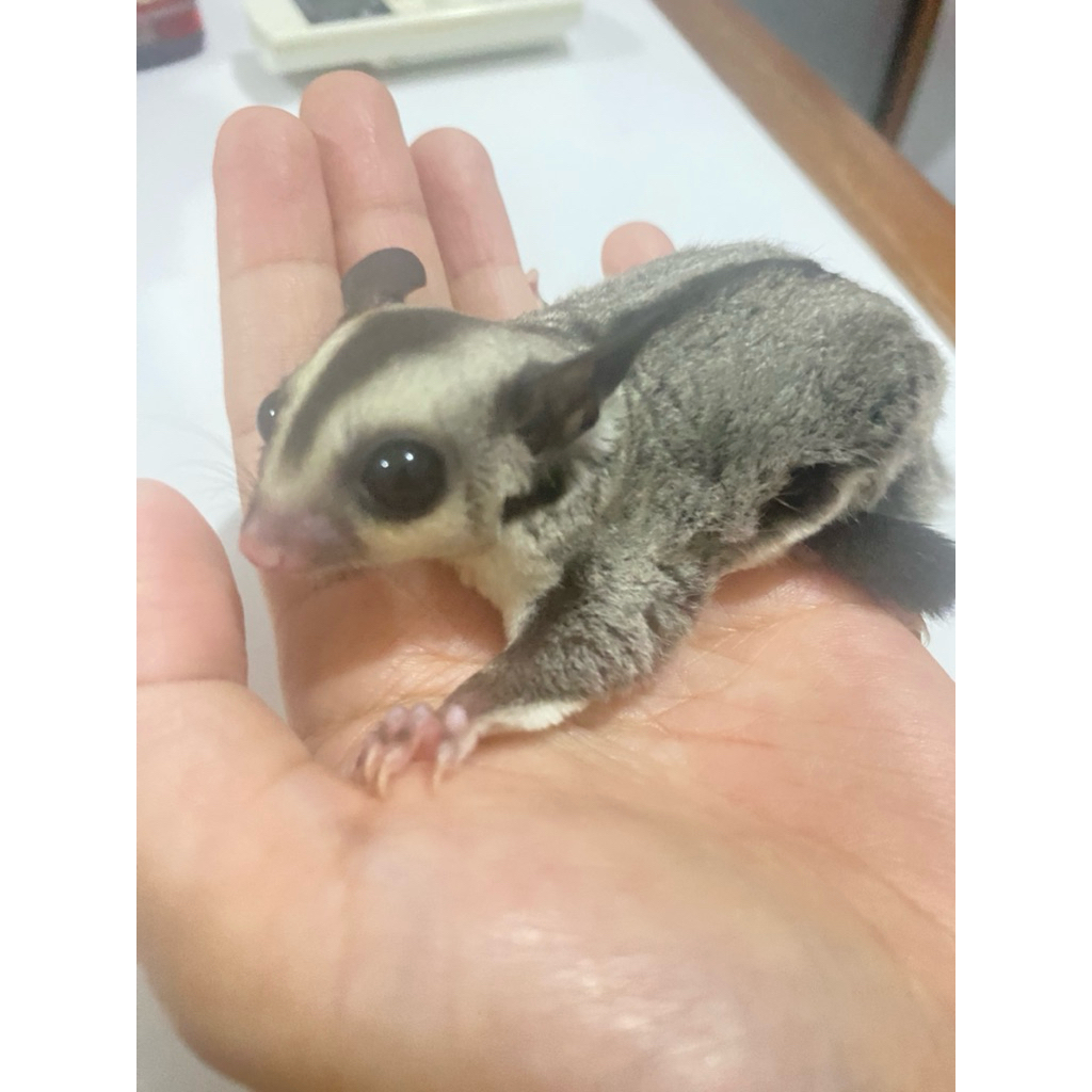 Sugar Glider Classic grey jinak