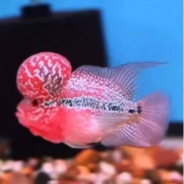 Louhan Super Red Dragon Ori Good Quality Hiasan Aquarium