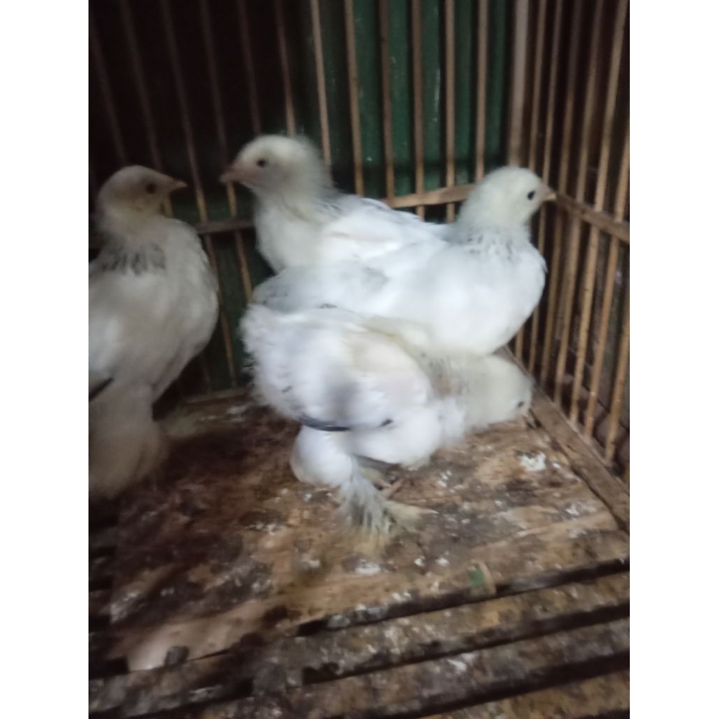 anakan ayam brahma.umur2/3bulan
