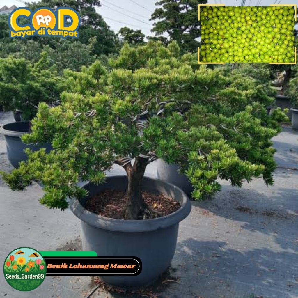 [TERMURAH] BIJI/BENIH TANAMAN LOHANSUNG MAWAR