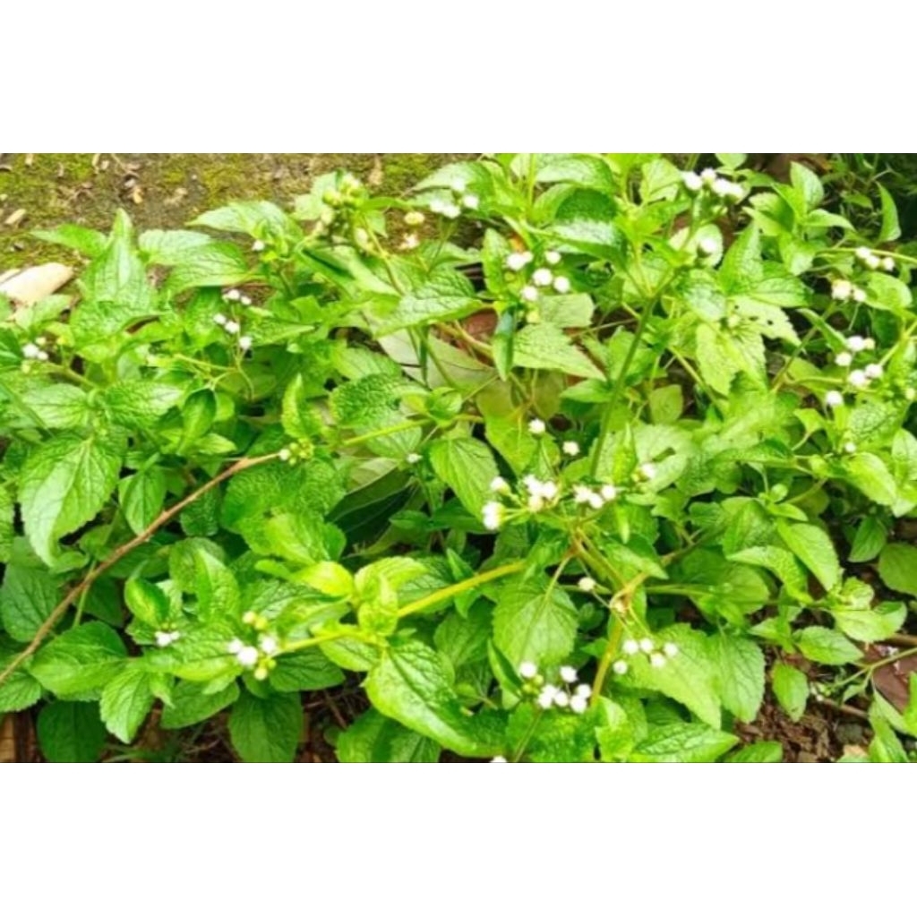 

daun babadotan segar 1kg