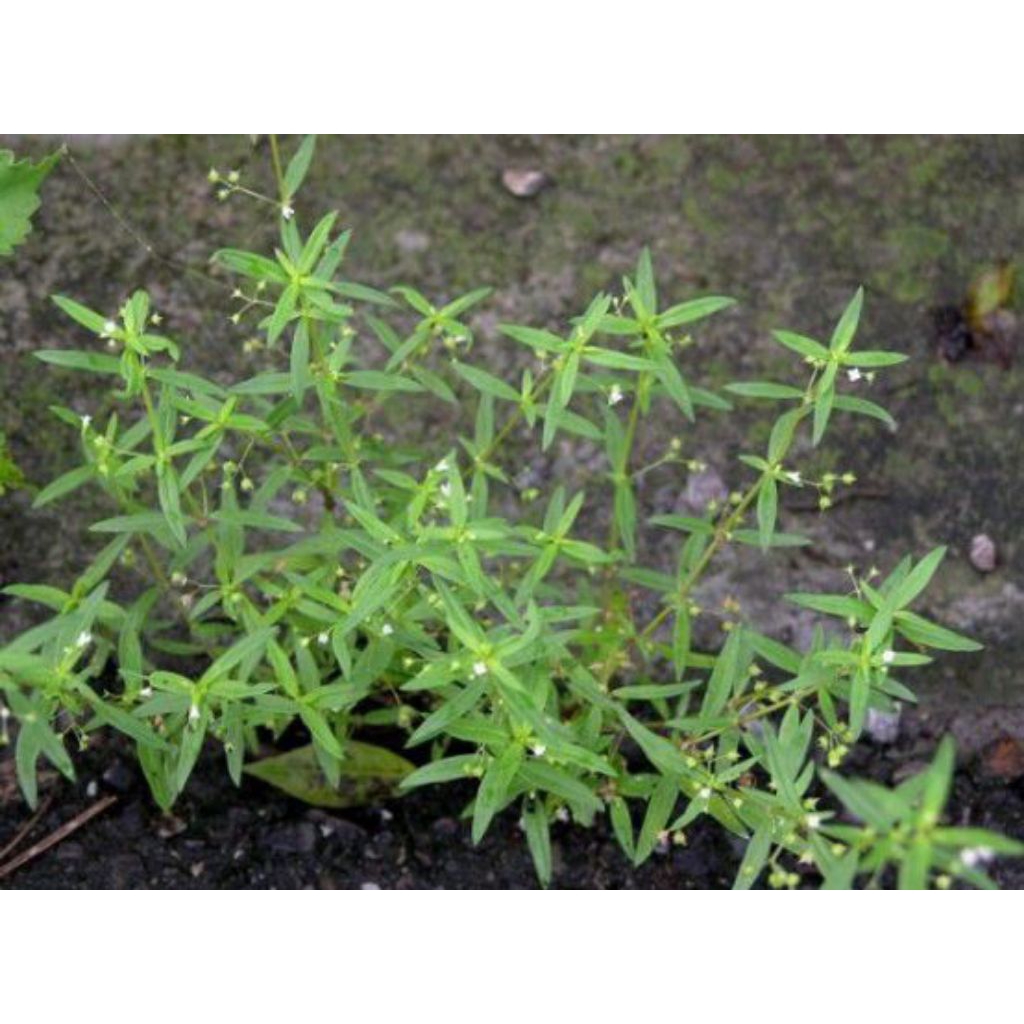 

rumput mutiara segar obat herbal alami 500 gram