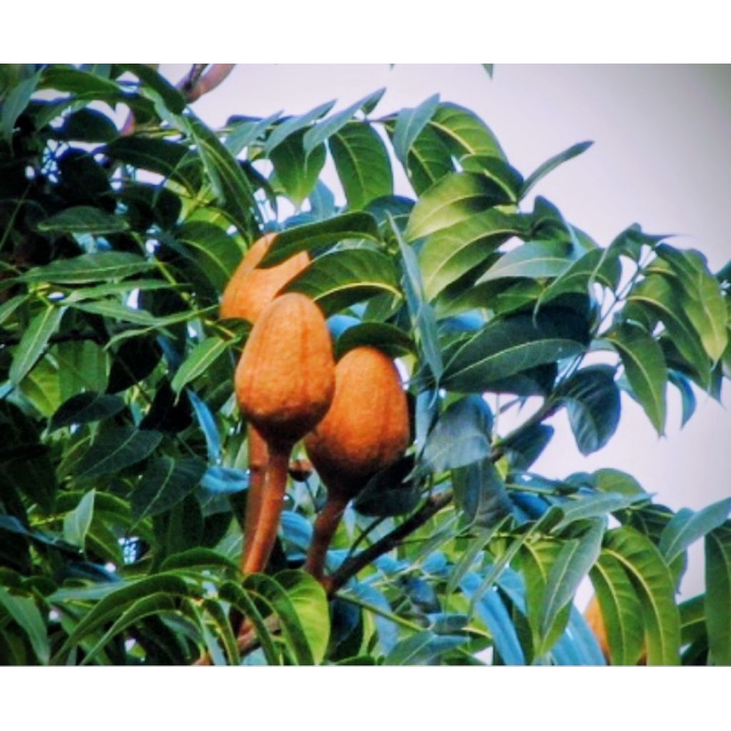 

daun mahoni segar 500 gram