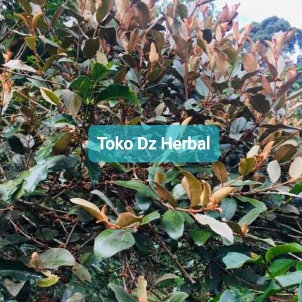 

Jual benalu kopi segar fresh per 500 gram-az