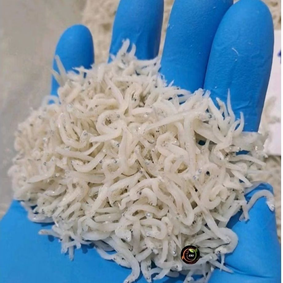 

IKAN TERI NASI MEDAN ASLI MATA BIRU