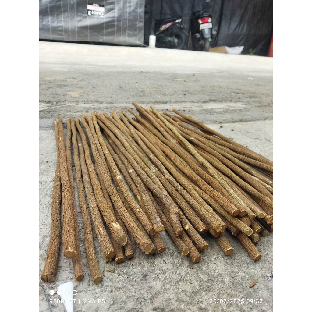 TANGKRINGAN ASEM JAWA BURUNG CUCAK IJO CIBLEK KENARI PIJAKAN TANGKRINGAN BURUNG BERTEKSTUR