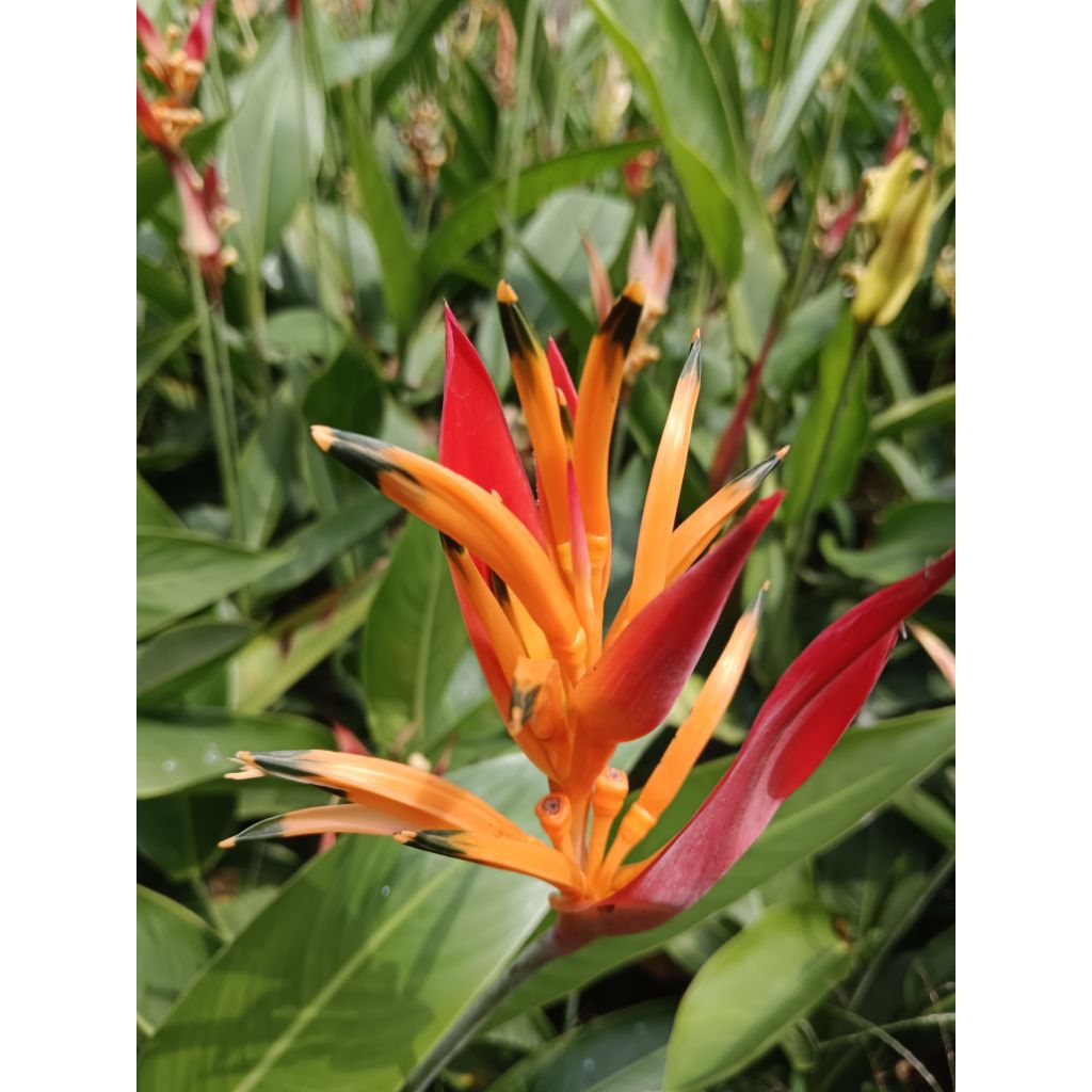 BUNGA HELICONIA BUNGA OREN TANAMAN PISANG PISANGAN HELICONIA WARNA ORANYE
