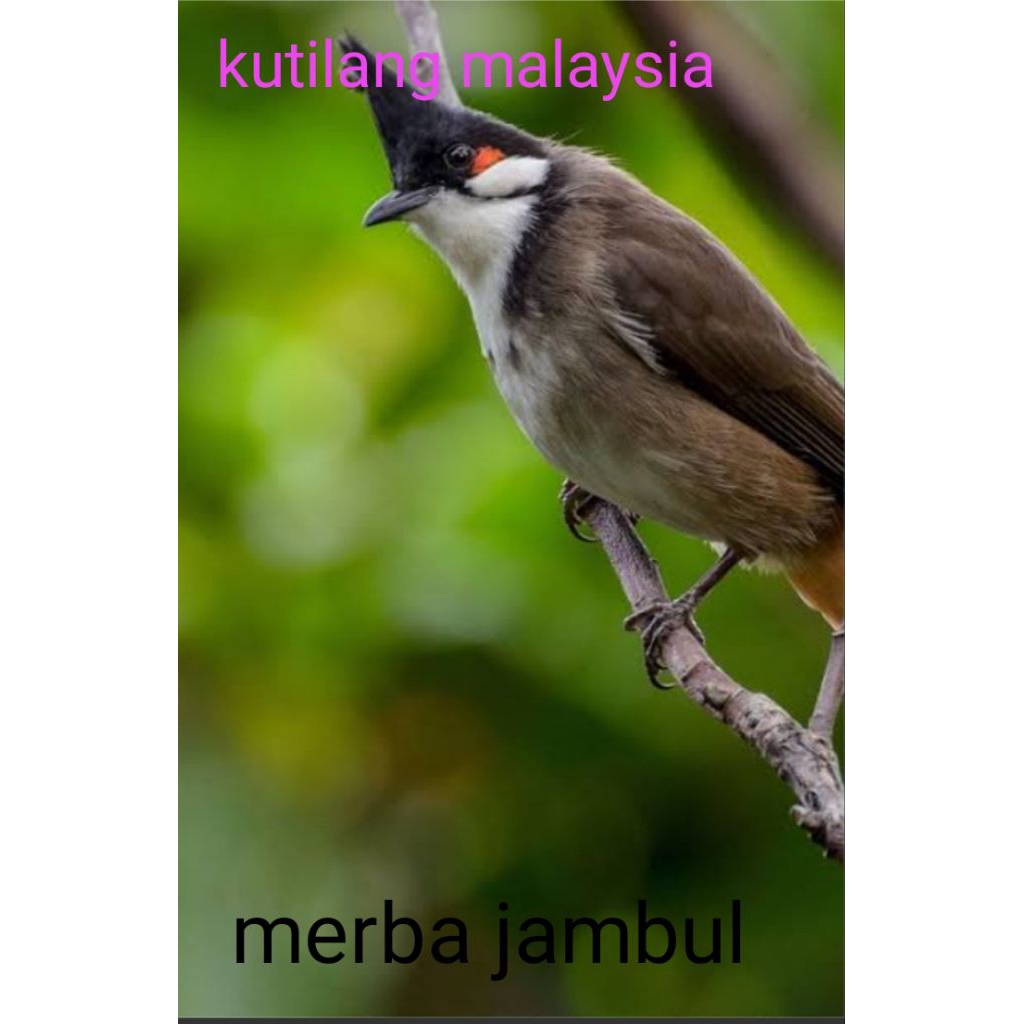 kutilang jambul