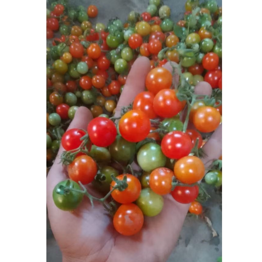 

Rampai / Ranggam / Cung ( 2kg )