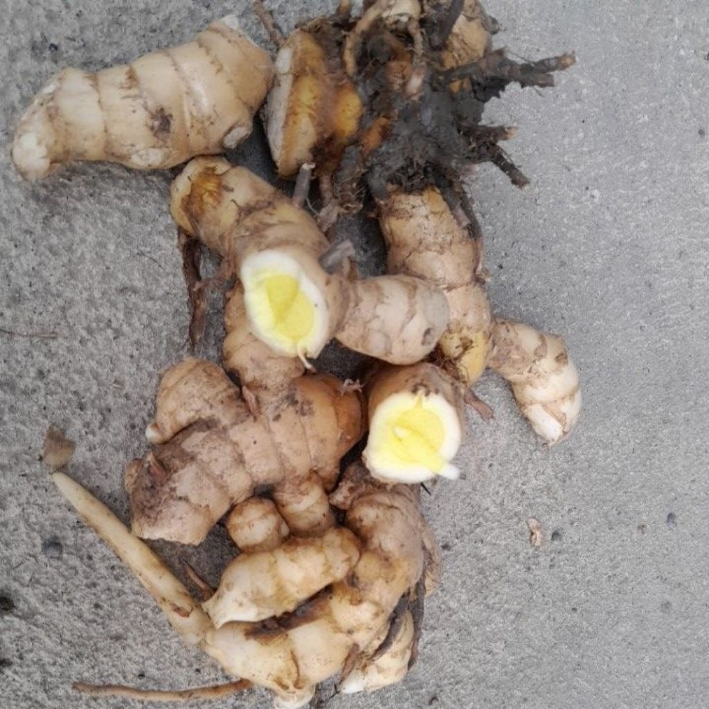 

kunyit putih bagus untuk pencernaandan meningkatkan nafsu makan berat 1kg