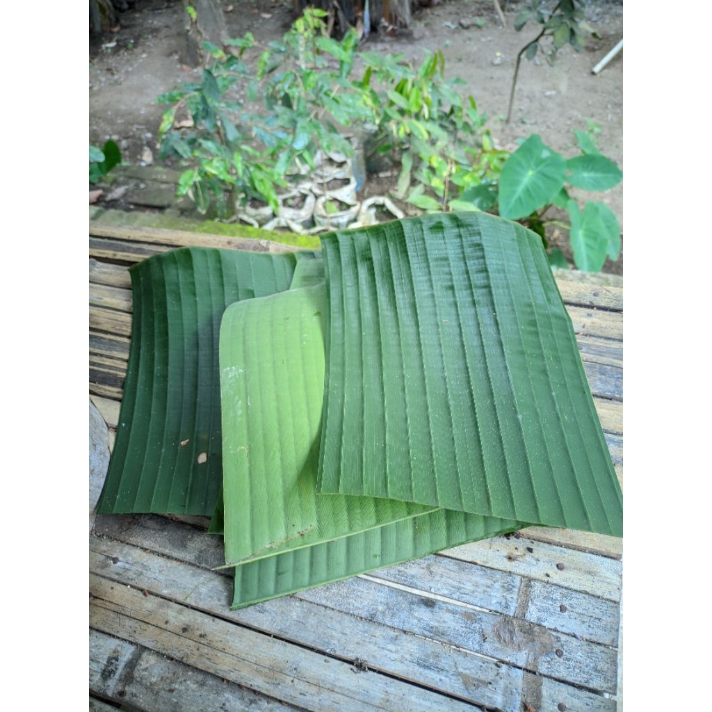 

daun pisang kepok segar