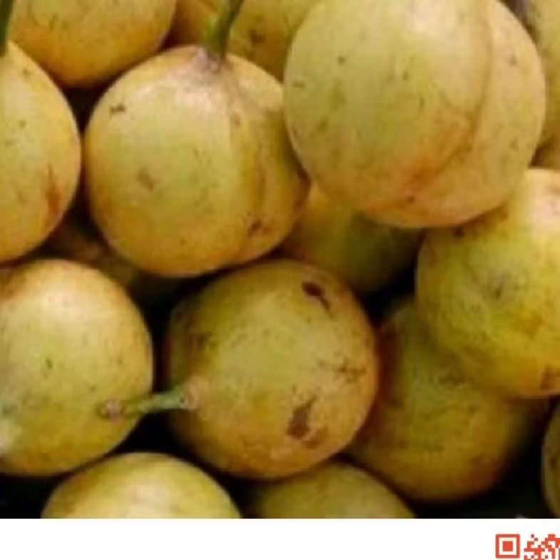 

bulah pala segar 1kg untuk manisan