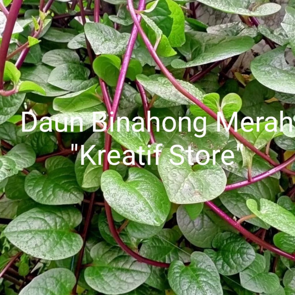 

Daun Binahong Merah segar/Heartleaf maderavine madevine top Deng san chi /Herbal "kreatif store