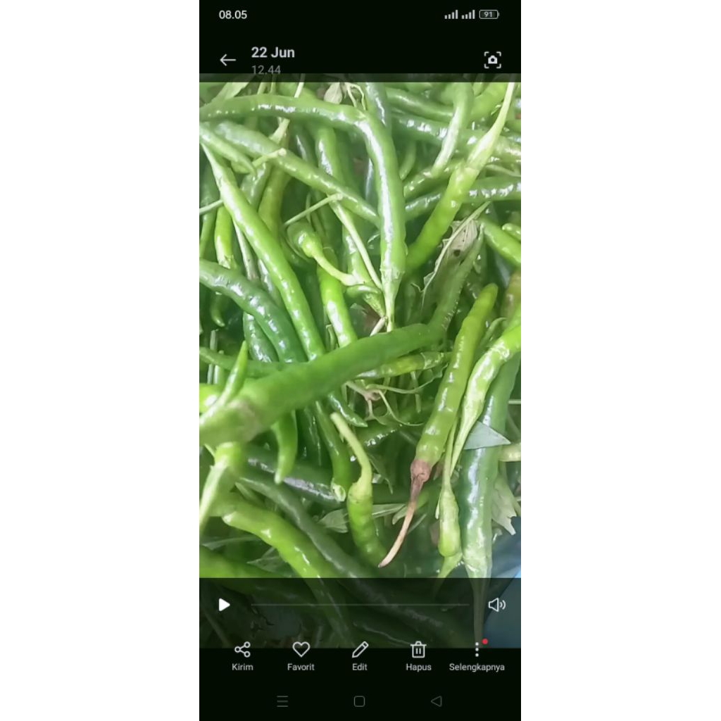 

cabe keriting ijo fresh langsung petik dari kebun