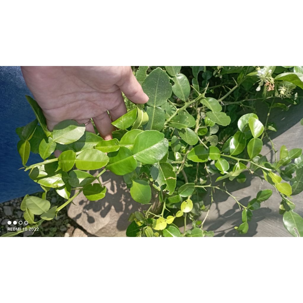 

Daun jeruk purut segar 40 lembar