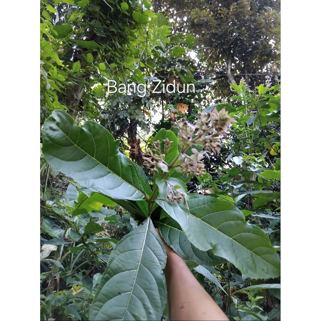 

daun sengugu srigungu gurah