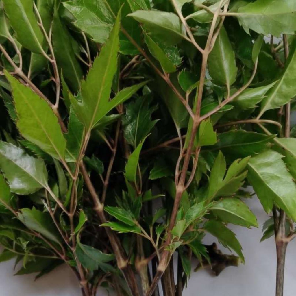 

Daun cakra cikri atu daun lalap ima khas jabar fress segar /1ikat