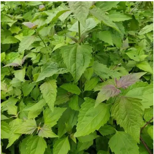 

DAUN BALAKACIDA 500GR