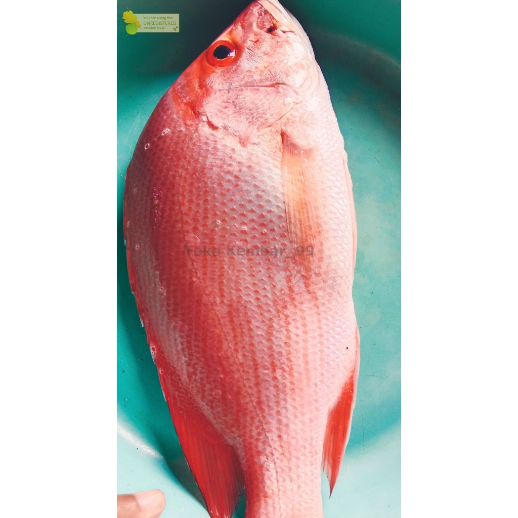 

Ikan Kakap Merah Segar Ikan Kakap merah 1Kg