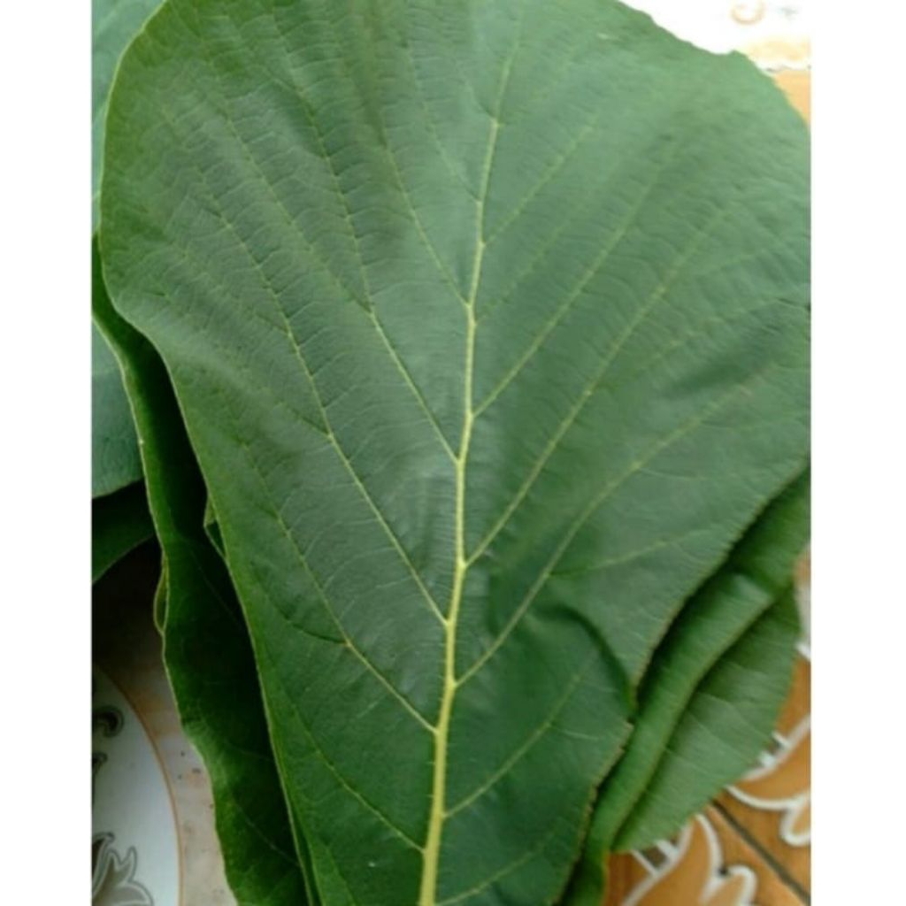 

Daun jati muda fres isi 5 lembar