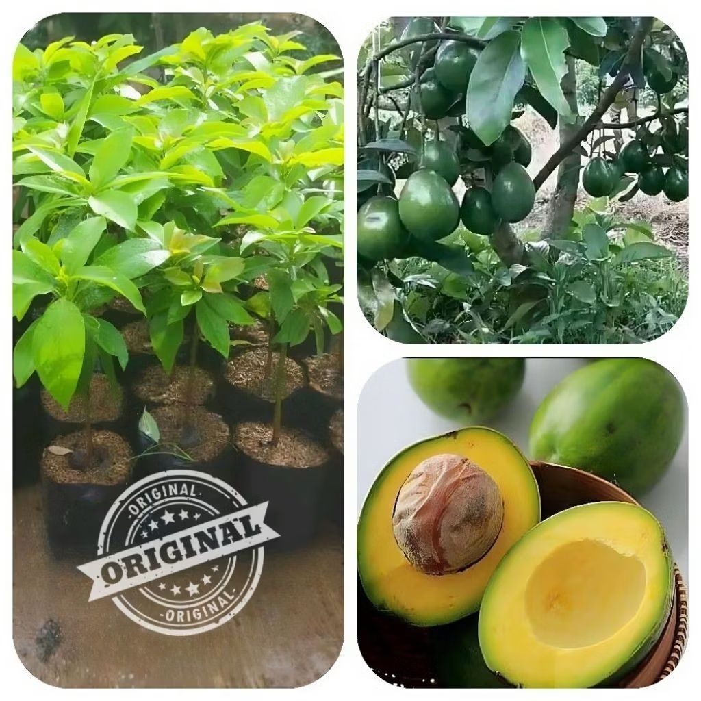 Pohon alpukat mentega siap tanam - Bibit super pohon alpukat mentega