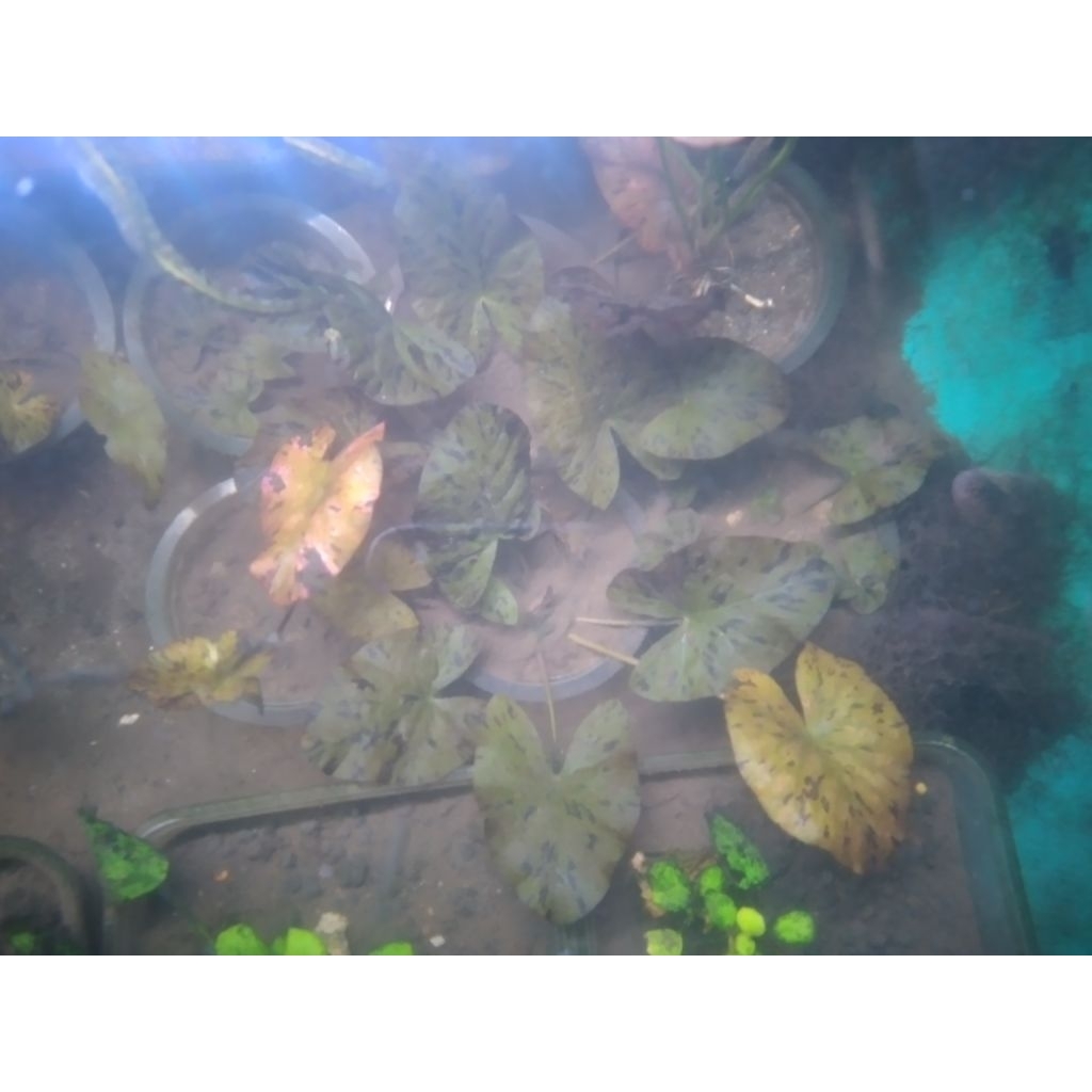 Nymphaea Zenkeri/Tiger Lotus